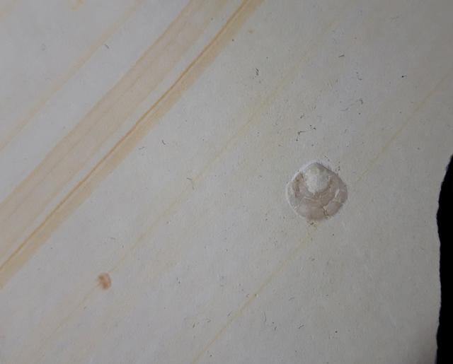 Loboidothyris sp. BUCKMAN 1917 - Bild &copy; FossNet FossilienStore